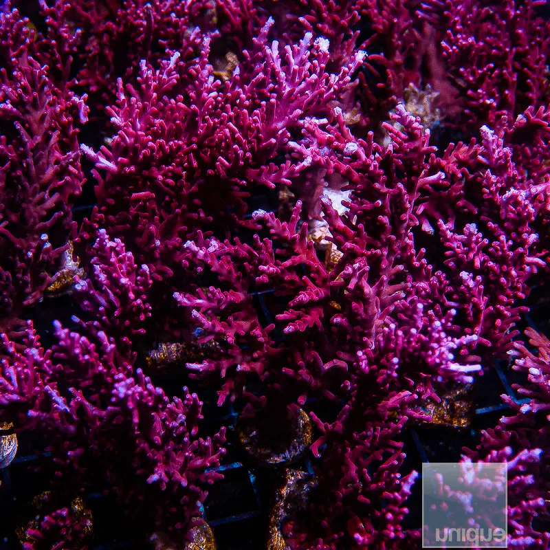 Acropora sp. Red Dragon Carduus- 3/4- 1 Stock Frag