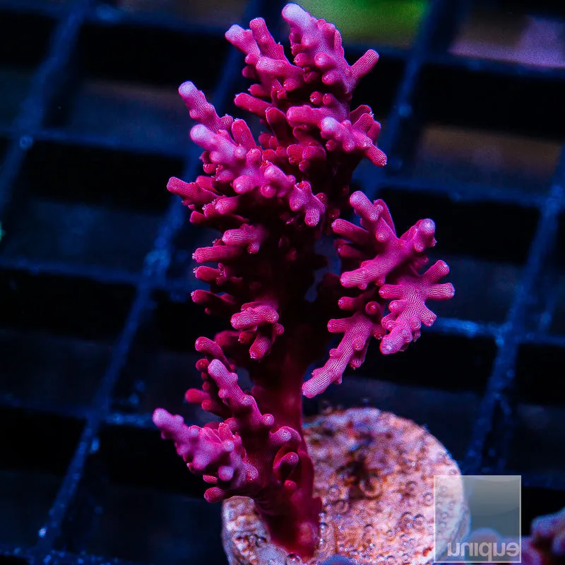 Acropora sp. Red Dragon Carduus- 3/4- 1 Stock Frag