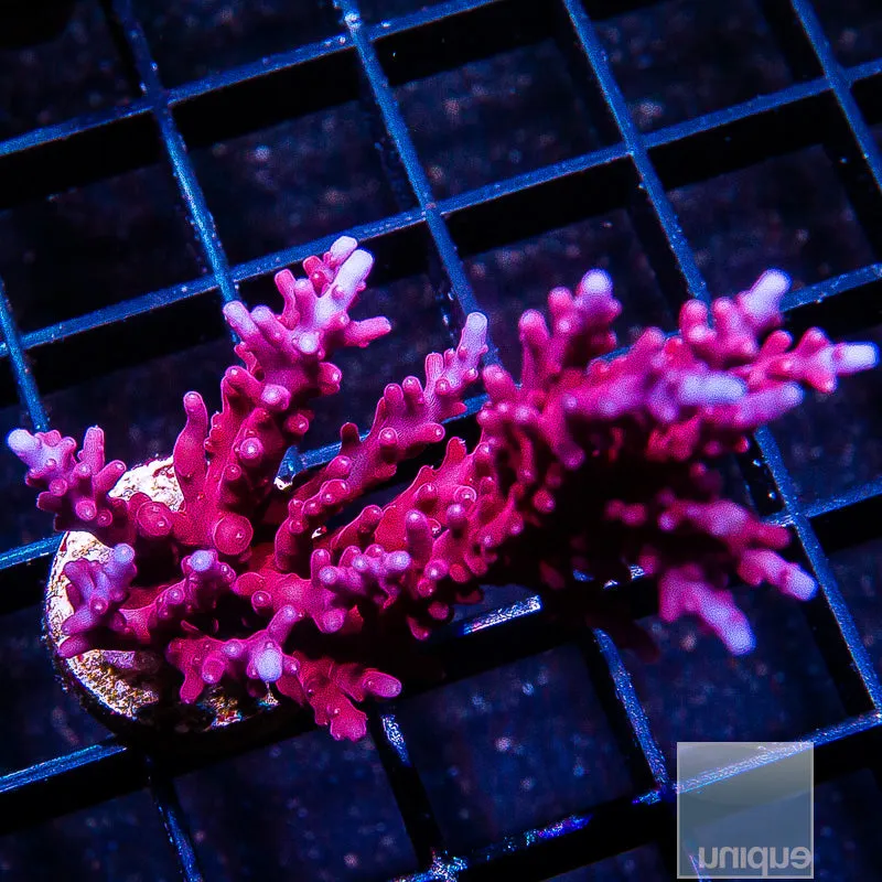 Acropora sp. Red Dragon Carduus- 3/4- 1 Stock Frag