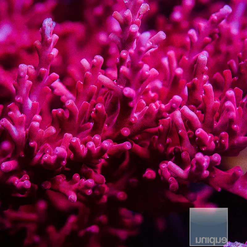 Acropora sp. Red Dragon Carduus- 3/4- 1 Stock Frag