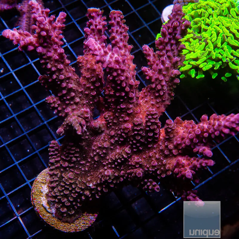 Acropora sp. Unique Corals Red Slimer- 3/4-1 Stock Frag