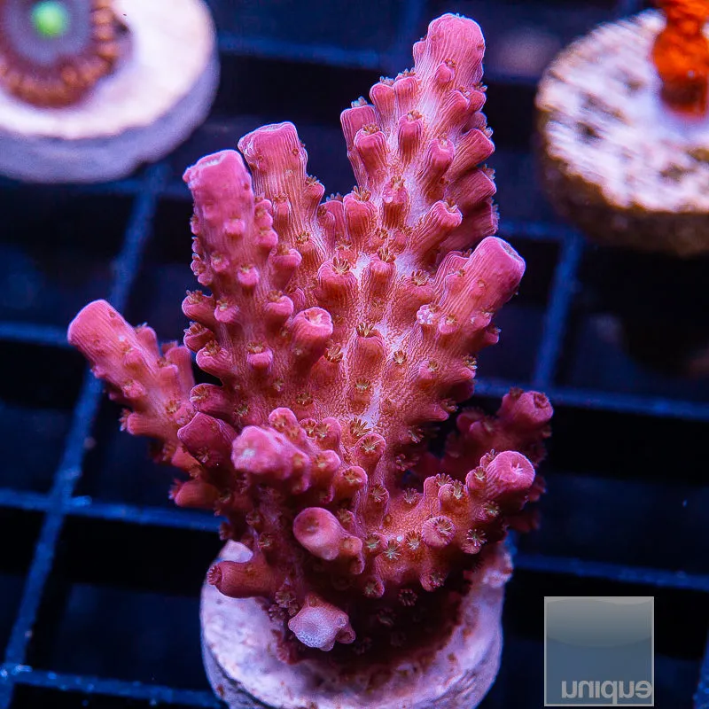 Acropora sp. Unique Corals Red Slimer- 3/4-1 Stock Frag