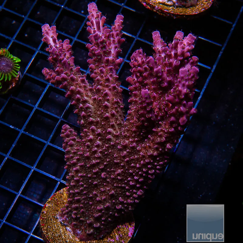 Acropora sp. Unique Corals Red Slimer- 3/4-1 Stock Frag