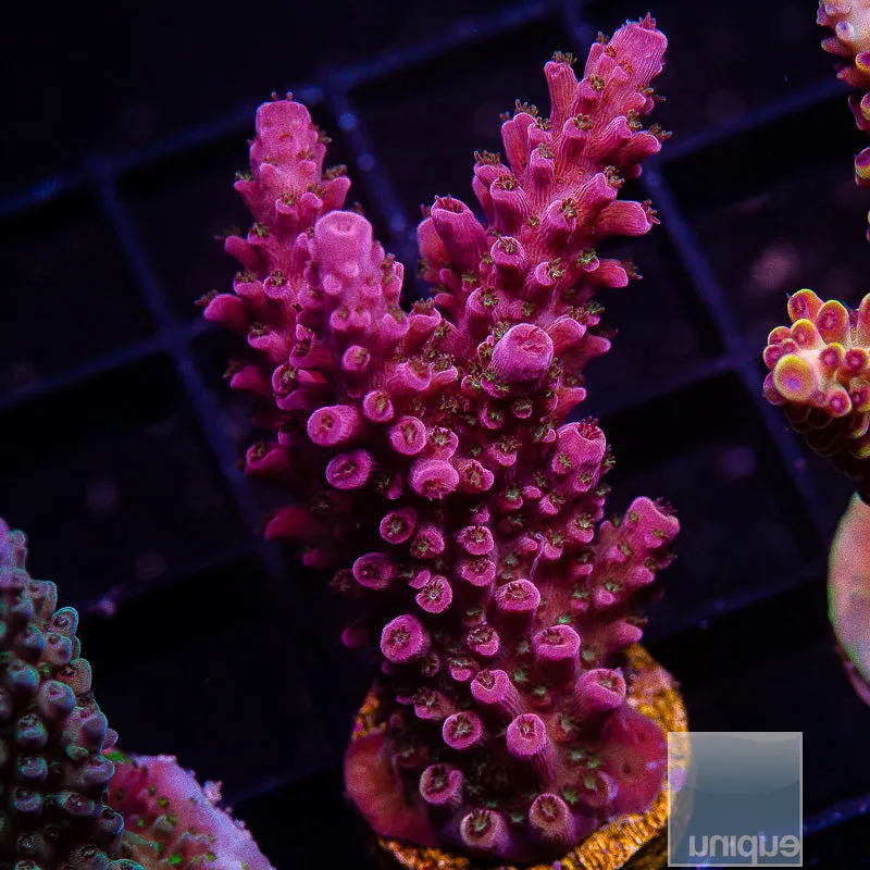 Acropora sp. Unique Corals Red Slimer- 3/4-1 Stock Frag