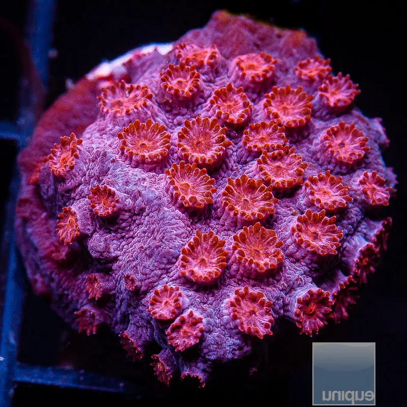 Cyphastrea sp. Pink Cyphastrea- WYSIWYG Frag LPS