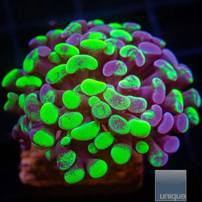 Euphyllia paraancora sp. Green and Purple Branching Hammer- WYSIWYG Frag Euphyllia